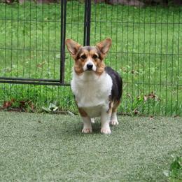 Maeve - Pembroke Welsh Corgi