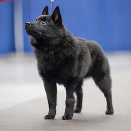 Wes - Schipperke