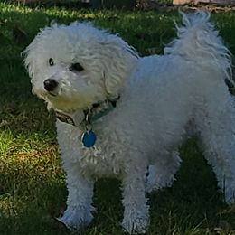 Callie - Bichon Frise