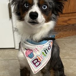 Toy Australian Shepherds from Teeny Tiny Treasures - Aussies of the Toy Variety