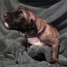 Girl 3- Velvet - Fawn female Anatolian Shepherd Dog puppy in La Grange, Georgia from Florida Anatolian Shepherds