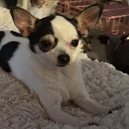 Dior - Chihuahua