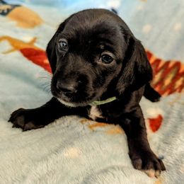 "mia" - Black Dachshund puppy in Ontario, Oregon from HayDay Dachshunds