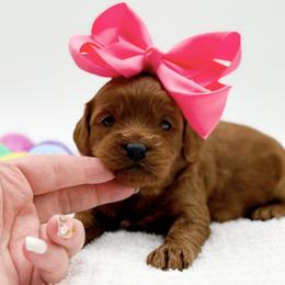 Cashmere - Red  female Goldendoodle puppy in North Carolina from NC Doodle Puppies