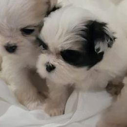 French Bulldogs and Shih Tzus from 901 Fur Babiez