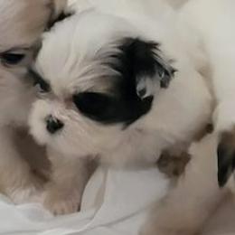 French Bulldogs and Shih Tzus from 901 Fur Babiez