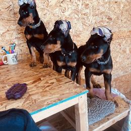 Doberman Pinscher Puppies from European Dobermans by Diana