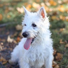 Echo - West Highland White Terrier