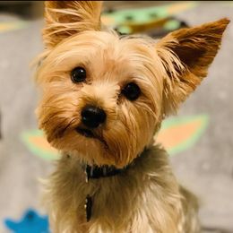 Yorkshire Terriers from Sweet Yorkie Love