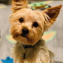 Yorkshire Terriers from Sweet Yorkie Love
