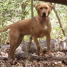 Miracle - Labrador Retriever