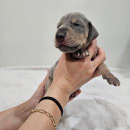 Olive - Blue female Great Dane puppy in Edinburg, Texas from Chestnut Great Danes
