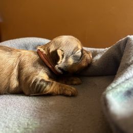 Robin - Black brindle female Havanese puppy in Starr, South Carolina from Home with Havanese