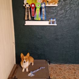 Pembroke Welsh Corgi All Grown Up from Rachael Singletary