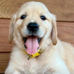 Chloe - Light golden female Golden Retriever puppy in Doniphan, Missouri from Stockford’s Golden Retrievers