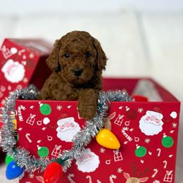 Light pink collar - Red  female Goldendoodle puppy in Monrovia, California from Fancy Paws Inc