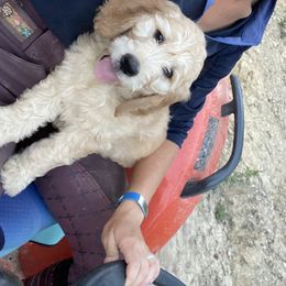 Goldendoodle Puppies from Knoxville Goldendoodles