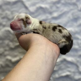 Red Merle female bobbed tail - Red merle female Toy Australian Shepherd puppy in Riverton, Utah from Iron Spirit Homestead & Aussies