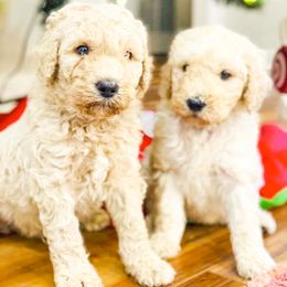 Goldendoodle and Poodle Puppies from CharleighRae Poodles and Doodles