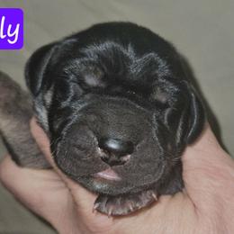Bubbly - Black female Great Dane puppy in Biscoe, North Carolina from Clouser's Bodacious Danes & Miniature Schnauzers