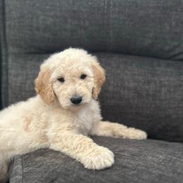 Steph - Cream male Goldendoodle puppy in Warren, Michigan from Annette Patterson