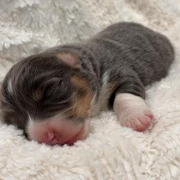 Boy - Blue male Pembroke Welsh Corgi puppy in Beggs, Oklahoma from Blue Diamond Corgi’s
