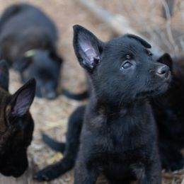 Dutch Shepherd Puppies from Faberge Hollandse Herdershond