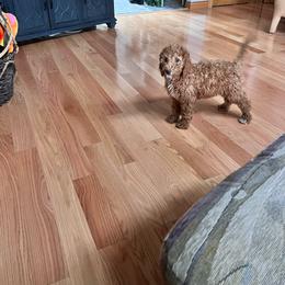 Blaze - Red female Labradoodle puppy in Kimball Township, Michigan from Kelly’s Doodles