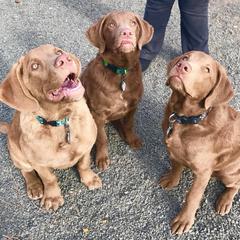 Chesapeake Bay Retriever Puppies from Sleepy Hollow Chesapeakes
