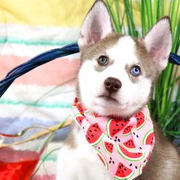 Sequoia - Red and white Siberian Husky puppy in Rushford, New York from B&H Husky Farm