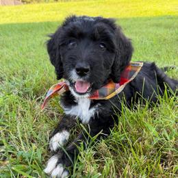 Glory - Tri-color female Bernedoodle puppy in Ferguson, North Carolina from Elevated Standards NC