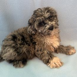 Copper - Blue merle male Assorted Doodle Crosses puppy in Bell, Florida from BellCrist Little bits