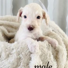 Labradoodle Puppies from Maple’s Doodles