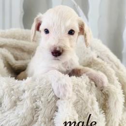 Labradoodle Puppies from Maple’s Doodles