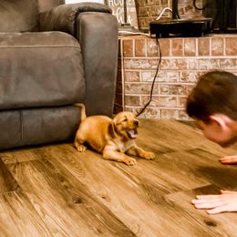 Golden Retriever and Labrador Retriever Puppies from All Around Retrievers LLC