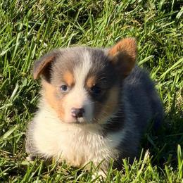 Hallie - Blue female Pembroke Welsh Corgi puppy in Hillsville, Virginia from Bonderosa Kennels