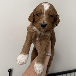 Diamond - Red  female Goldendoodle puppy in Clinton, Utah from Golden Law Kennels