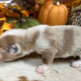 Autumn - Sable merle and white female American Corgi puppy in Hico, Texas from Chisholm Trail Kennels