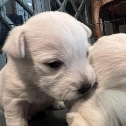 Red - White male West Highland White Terrier puppy in Kuna, Idaho from Treasure Valley Idaho Westies