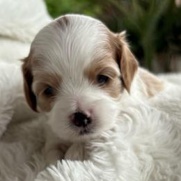 Duke - Blenheim male Cavapoo puppy in Gilbert, Arizona from Arizona Toy Cavapoos – Health‐Tested & Home‐Raised