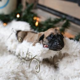 Great Dane Puppies from Pepper Mae Danes