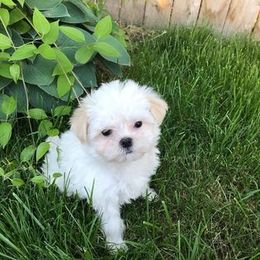 Maltese Puppies from Rockin Rivers AKC Maltese & Malshi's