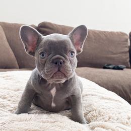 Blossom - Blue female French Bulldog puppy in St. George, Utah from Zion Frenchies