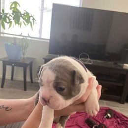 Boston Terrier Puppies from Bozman Boston’s