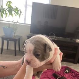 Boston Terrier Puppies from Bozman Boston’s