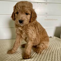 Lemon - Red  female Goldendoodle puppy in Stanford, Kentucky from Holloway Goldendoodles
