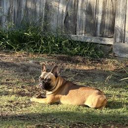 Diesel - French Bulldog