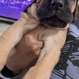 Great Dane Puppies from Notorious Great Danes