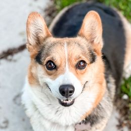 Ruby - Pembroke Welsh Corgi