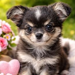 Diego 3800 - Black and tan male Chihuahua puppy in Tulsa, Oklahoma from Hart's Chihuahuas
